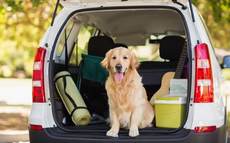 best dog ramps for suvs