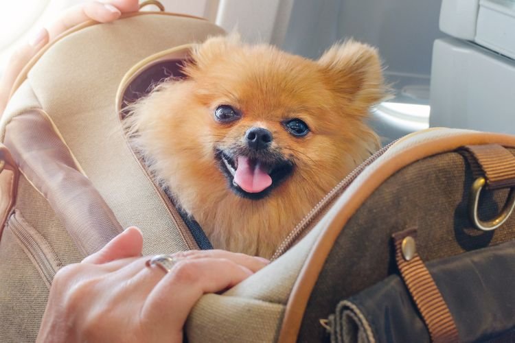 can my dog sit on my lap during a flight