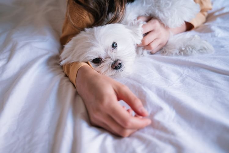 do maltese like to cuddle