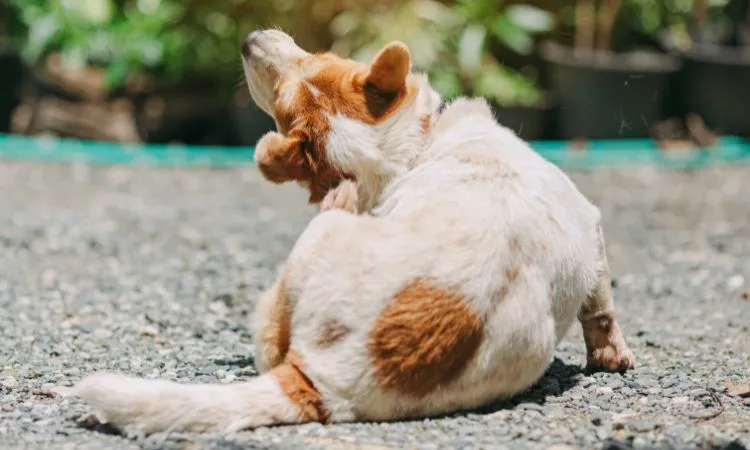 Honey for allergies in dogs